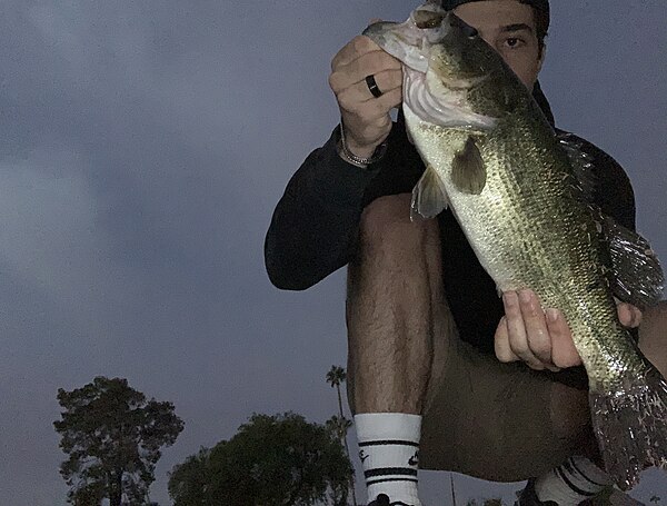 Largemouth Bass
