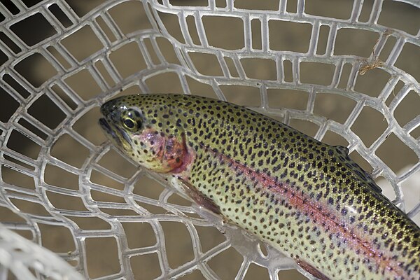Rainbow Trout